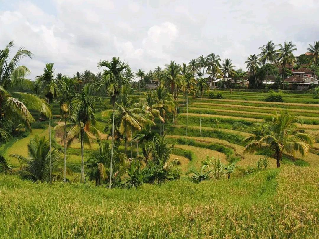 Tereng Wilis Bungalows Tetebatu Kültér fotó