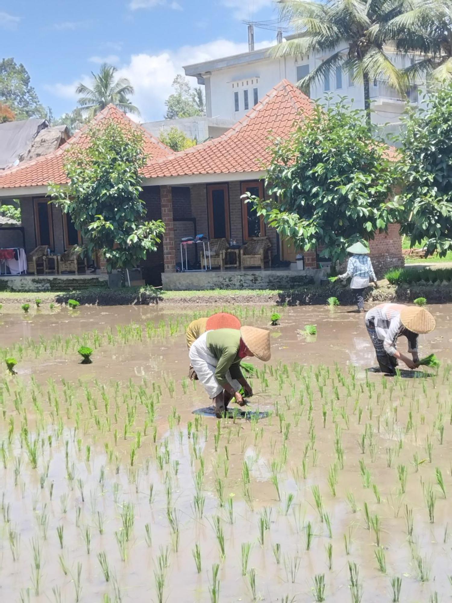 Tereng Wilis Bungalows Tetebatu Kültér fotó