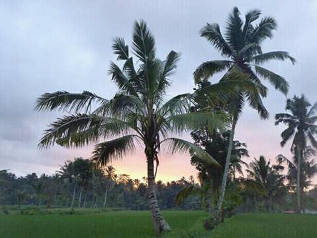 Tereng Wilis Bungalows Tetebatu Kültér fotó
