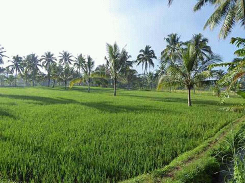 Tereng Wilis Bungalows Tetebatu Kültér fotó