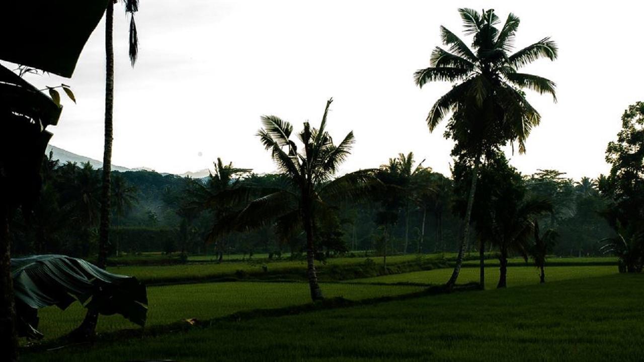 Tereng Wilis Bungalows Tetebatu Kültér fotó